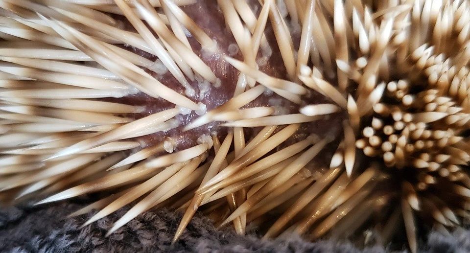 Using Oils On Your Hedgehog